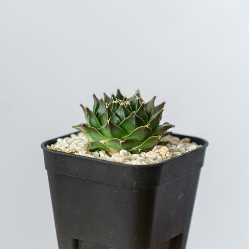オブレゴニア デニグリー 帝冠 実生 美株 Obregonia denegrii オブレゴニア デニグリー 帝冠 実生 美株 Obregonia denegrii