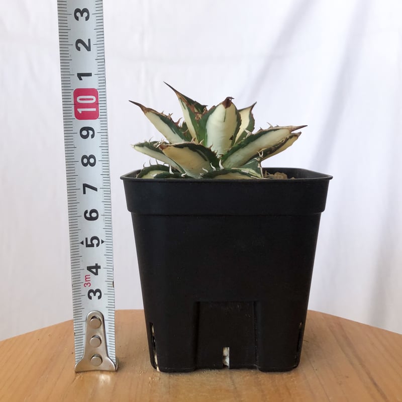 アガベ チタノタ 錦　太陽神 白中斑 TC 極上美株 アガベ チタノタ 錦 太陽神 白中斑 TC 極上美株 アガベ チタノタ