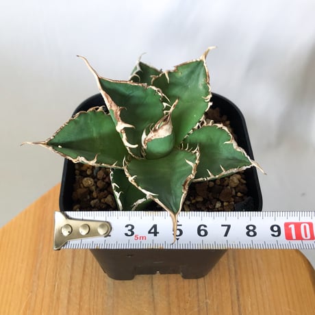 アガベ チタノタ 緑幽霊  Agave titanota TC株 多肉植物 珍奇植物 静岡 ANTIDOTE 通販 S1101