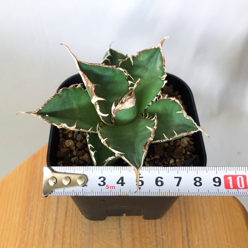 アガベ チタノタ 緑幽霊【発根管理中】 Agave titanota TC株 多肉植物