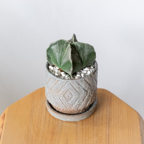 アストロフィツム ランポー玉 4稜 鉢セット 鸞鳳玉 四角ランポー Astrophytum myriostigma サボテン 多肉植物 観葉植物 静岡 ANTIDOTE 通販 S1340