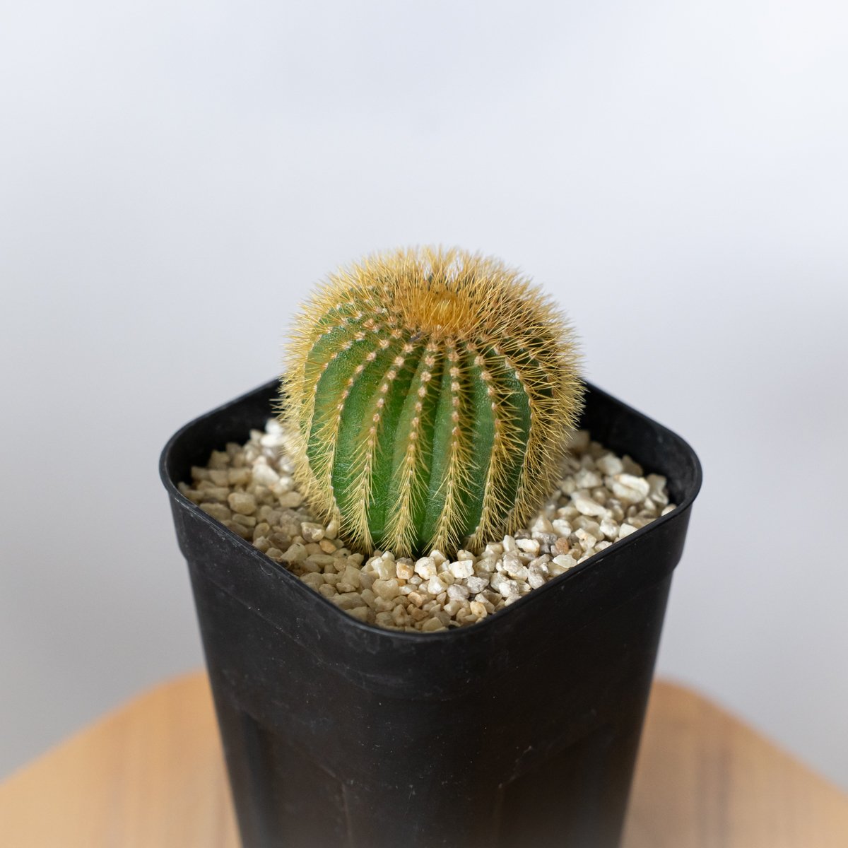 ユーベルマニア エリオカクトイデス 美株 実生 Uebelmannia pectinifera