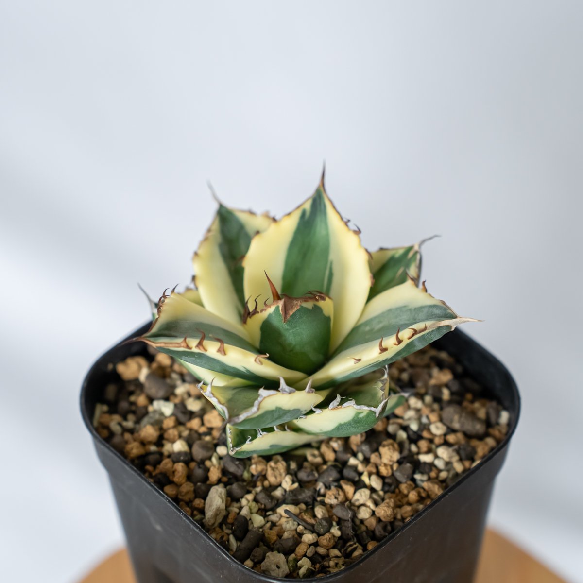 アガベ チタノタ スナグルトゥース Agave titanota Snaggle