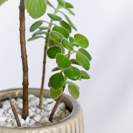 アロマティカス 鉢セット キューバンオレガノ Aromaticus 多肉植物  観葉植物 静岡 ANTIDOTE 通販 S1284
