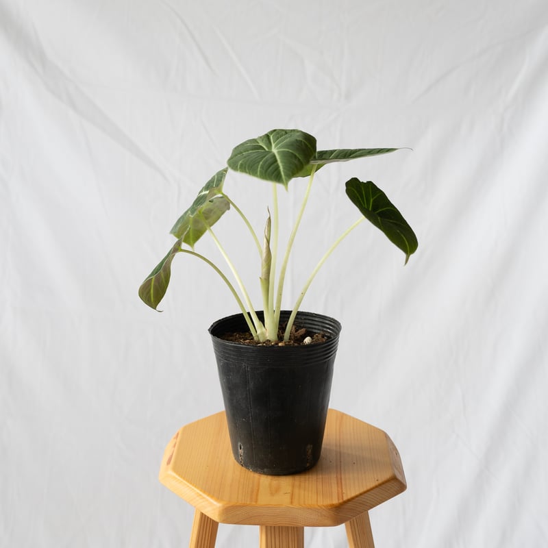 アロカシア ニンジャ Alocasia 観葉植物 静岡 ANTIDOTE 通販 S42 |