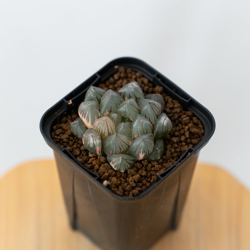 ハオルチア ブラックオブツーサ錦 Haworthia obtusa Black 多肉植物