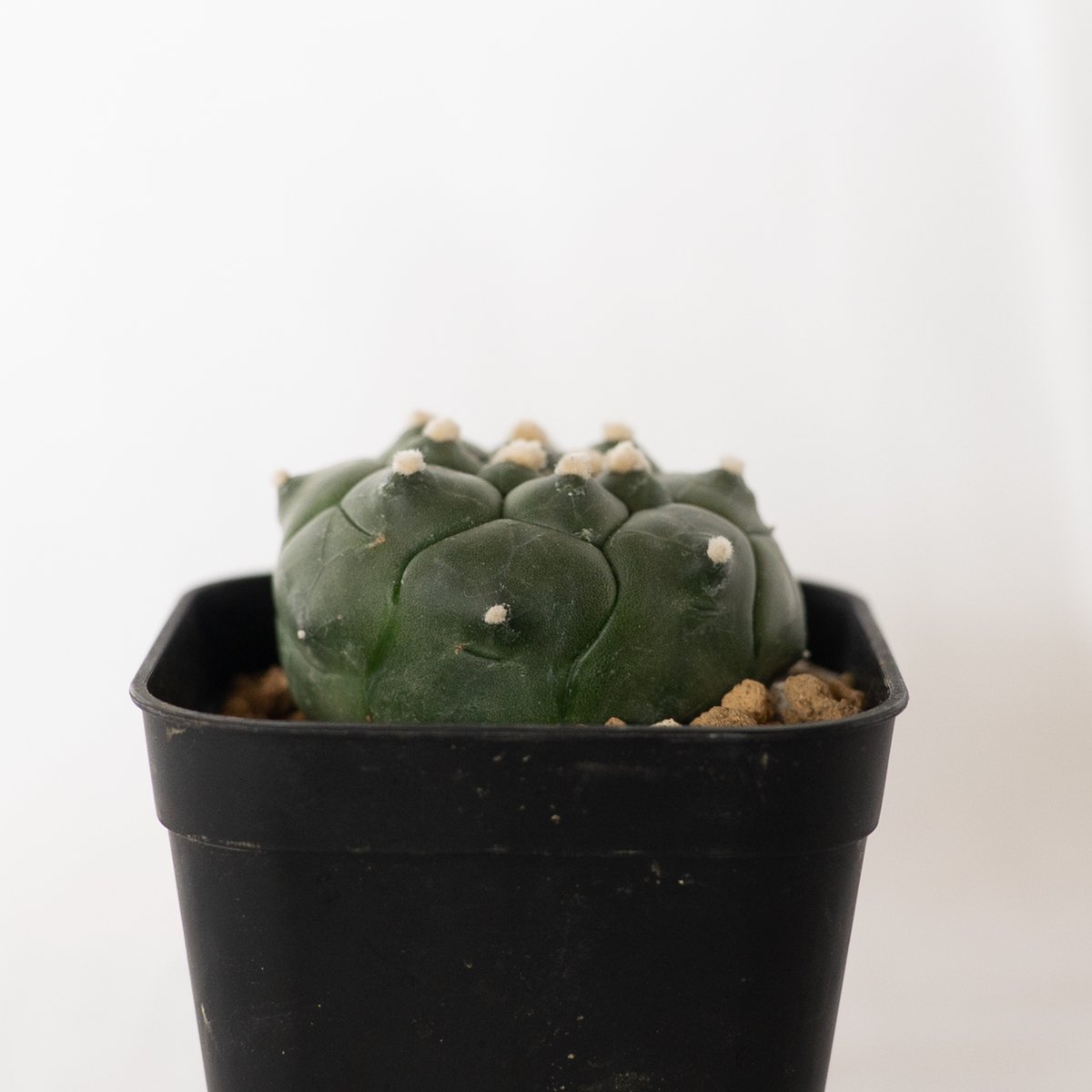 アストロフィツム悟空兜 国内実生 塊根植物 サボテン コーデックス Astrophytum asterias. アストロフィツム属 悟空兜（皺疣タイプ