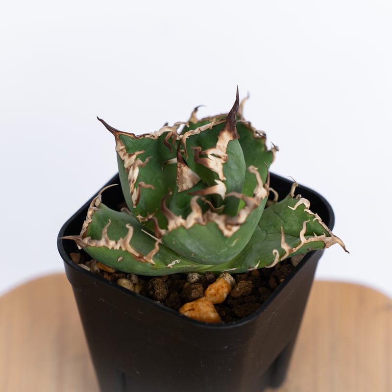 アガベ チタノタ シーザー OC株 Agave titanota Caesar 多肉植物 珍奇