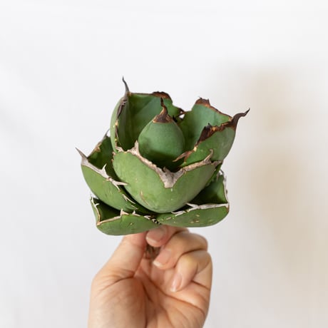 アガベ オテロイ ジャガーノート 親株販売 Yahoo!オークション - 親株出品 アガベ オテロイ ジャガーノート