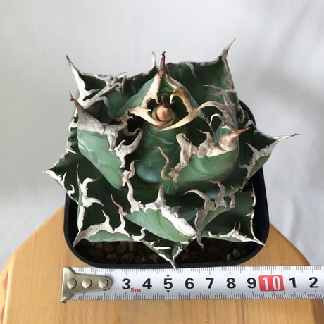 アガベ チタノタ 魔丸 OC株【発根管理中】agave titanota imps 多肉植物 珍奇植物 ANTIDOTE 静岡 通販 S1442