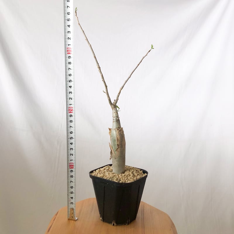 【GWセール】ブルセラ ファガロイデス / 灌木 多肉 希少 レア ブルセラ ファガロイデス 実生 Bursera fagaroides 多肉植物 珍奇植物