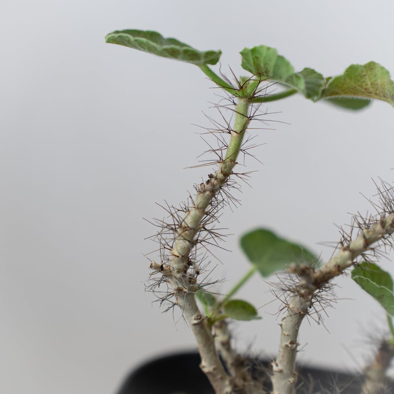 ヤトロファ マルギナータ 実生 jatropha marginata 塊根植物
