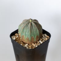 ユーフォルビア オベサ 実生 Euphorbia obesa 多肉植物 珍奇植物 静岡 ANTIDOTE 通販 S1489