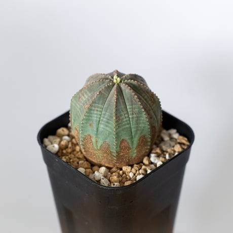 euphorbia | STORES