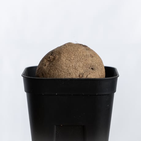 ステファニア エレクタ【発根管理中】Stephania erecta 塊根植物 コーデックス 多肉植物 珍奇植物 静岡 ANTIDOTE 通販 S1221