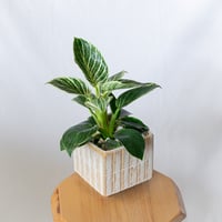 フィロデンドロン バーキン 鉢セット Philodendron Birkin 観葉植物 多肉植物 インテリアグリーン 静岡 ANTIDOTE 通販 S1391