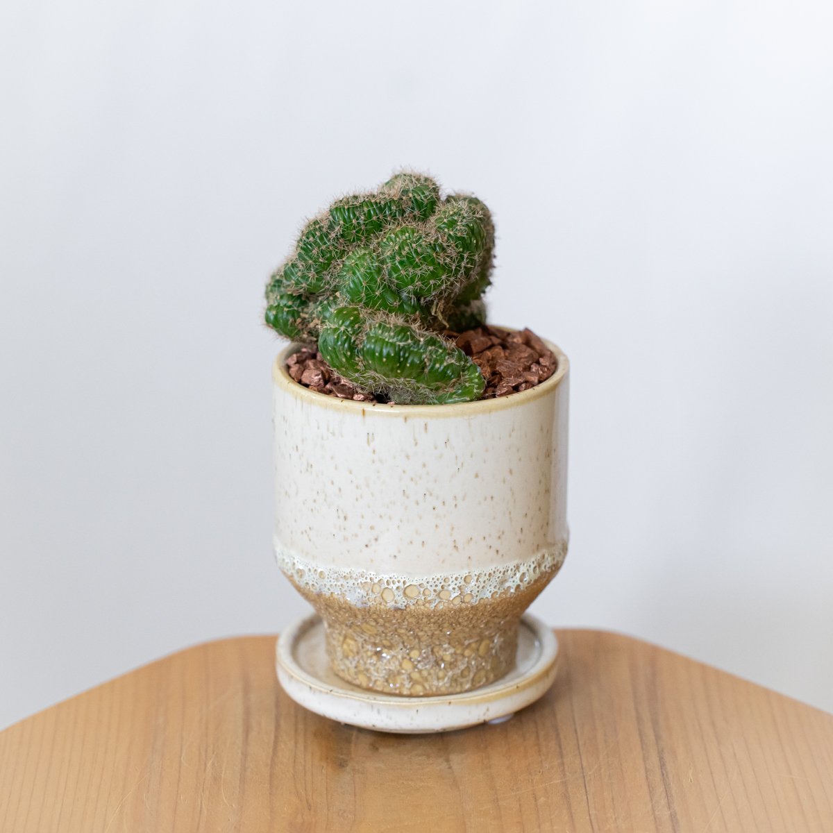 獅子丸　盆栽鉢 セレウス 金獅子 鉢セット Cereus variabilis f.monstrosus サボ