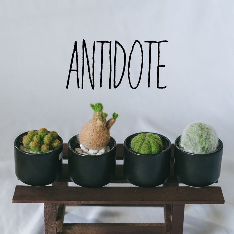 激レア！　ゴリ猫×姫厳竜　ハイブリッド　大き目子株 激レア！ ゴリ猫×姫厳竜 ハイブリッド 大き目子株 アガベ チタノタ