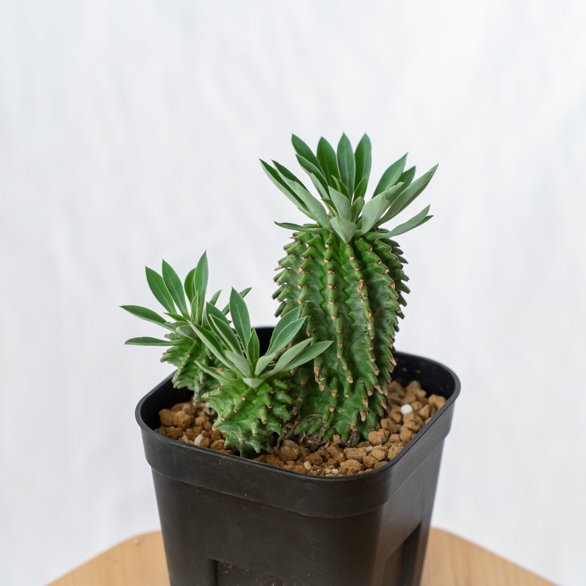 ユーフォルビア アズミノテッコウマル 安曇野鉄甲 実生 Euphorbia