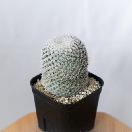 マミラリア 希望丸 実生 Mammillaria albilanata サボテン 多肉植物 珍奇植物 静岡 ANTIDOTE 通販 S1491