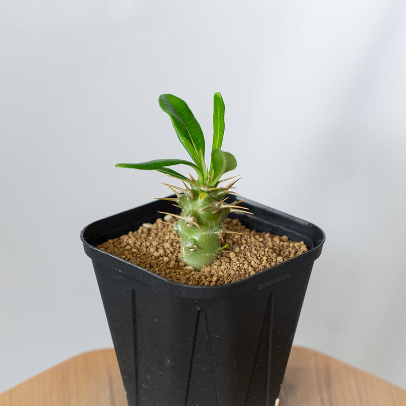 パキポディウム アンボンゲンセ 実生 Pachypodium ambongense 塊根植物