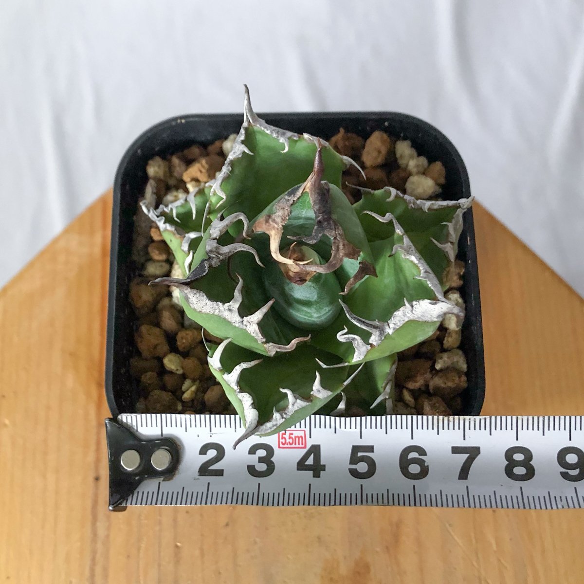 アガベ チタノタ 魔丸 OC株【発根管理中】agave titanota imps 多肉
