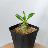 パキポディウム アンボンゲンセ 実生 Pachypodium ambongense 塊根植物 コーデックス 多肉植物 珍奇植物 静岡 ANTIDOTE 通販 S1450