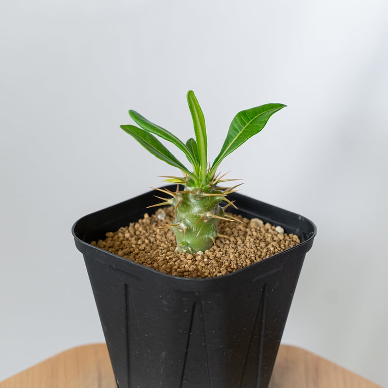 パキポディウム アンボンゲンセ 実生 Pachypodium ambongense 塊根植物