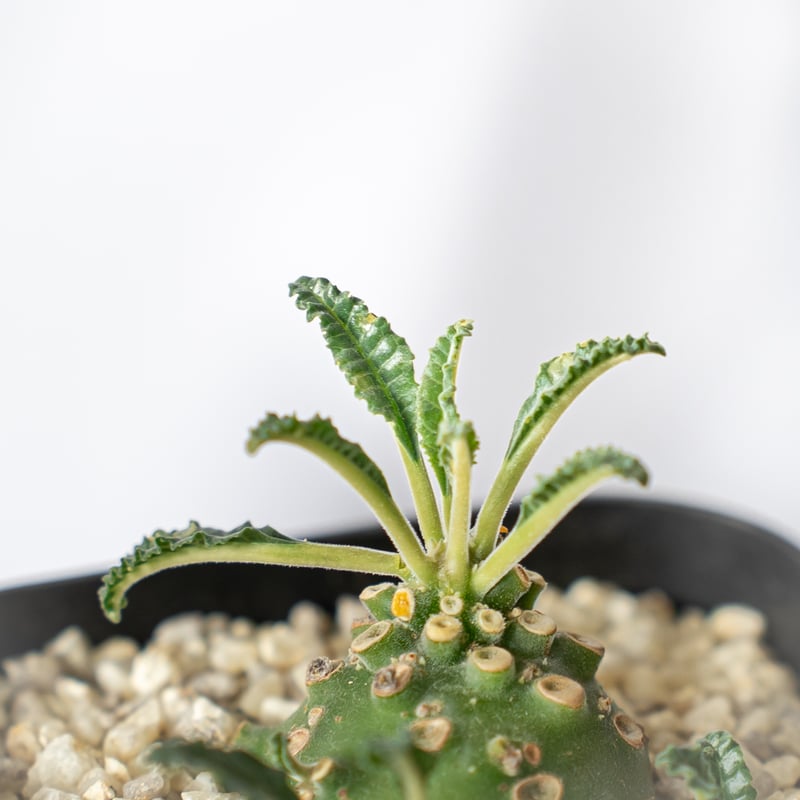 ドルステニア ラブラニー Dorstenia Dorstenia lavrani 塊根植物