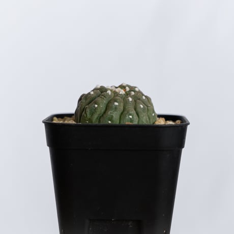 アストロフィツム 亀甲兜 リザードスキン 綴化 実生 Astrophytum Asteria 多肉植物 サボテン 珍奇植物 静岡 ANTIDOTE 通販 S1244