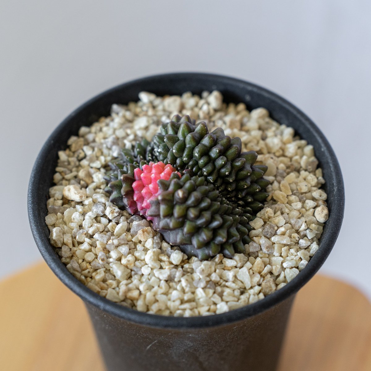 チムチム　0107 ♡ ギムノカリキウム ミハノビッチ フリードリッヒィ LB2178錦 綴化