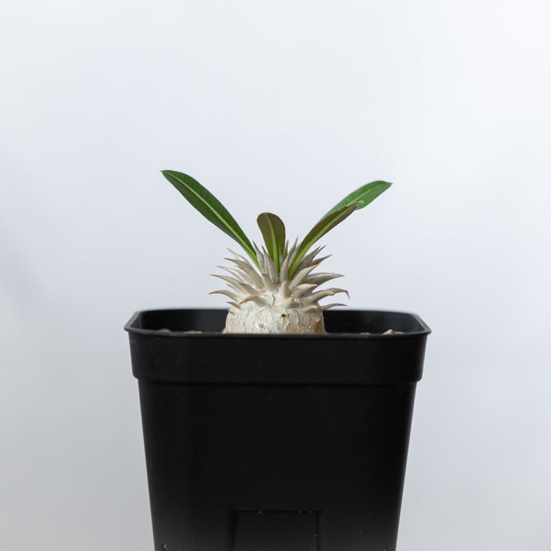 パキポディウム ブレビカウレ 恵比寿笑い 実生 Pachypodium brevicaule