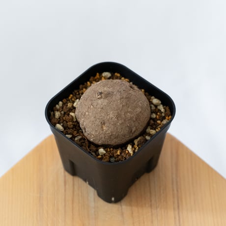 ステファニア エレクタ 実生【発根管理中】Stephania erecta 塊根植物 コーデックス 多肉植物 珍奇植物 静岡 ANTIDOTE 通販 S1414