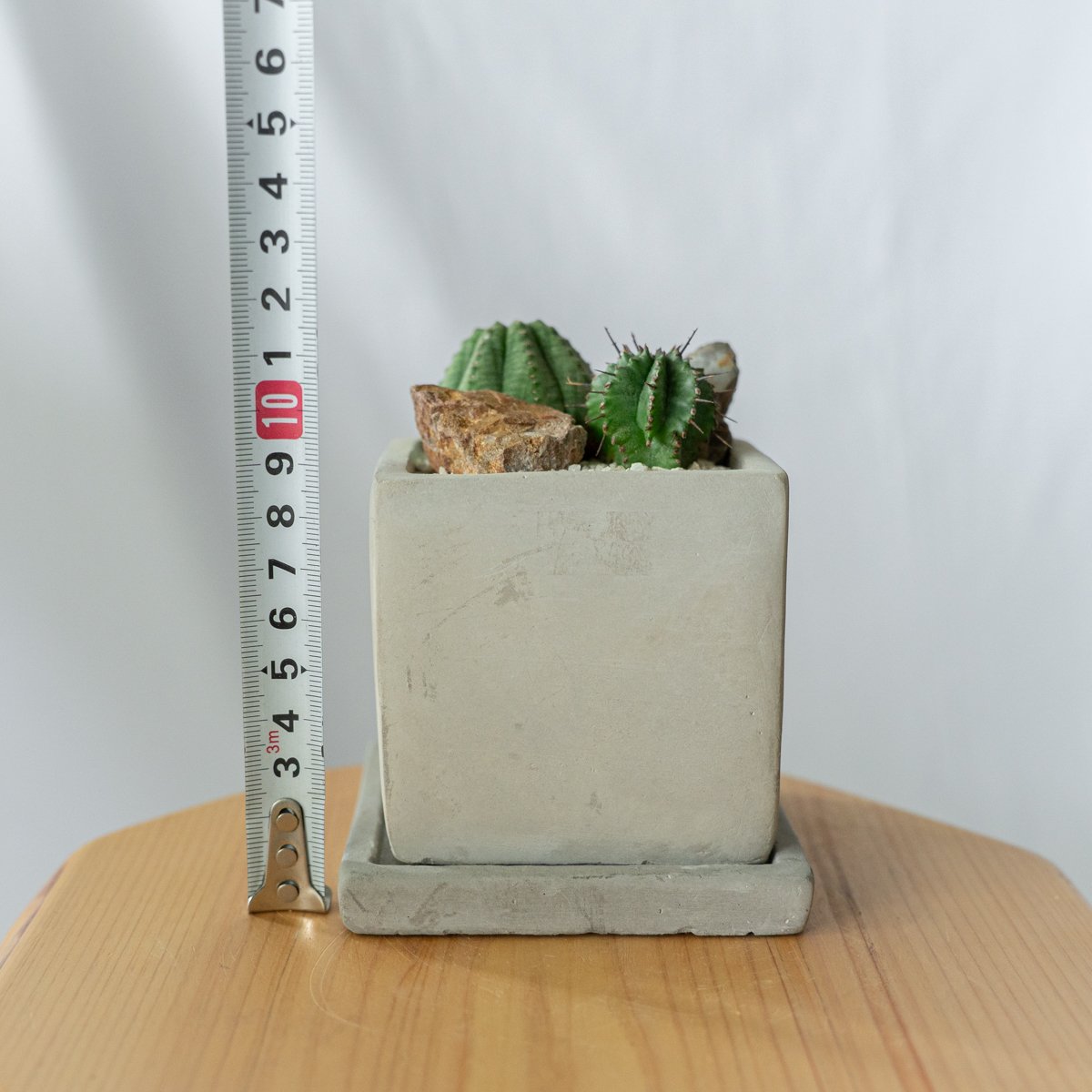 ホリダ＆オベサ ユーフォルビア 多肉植物 寄せ植え 鉢セット 多肉植物