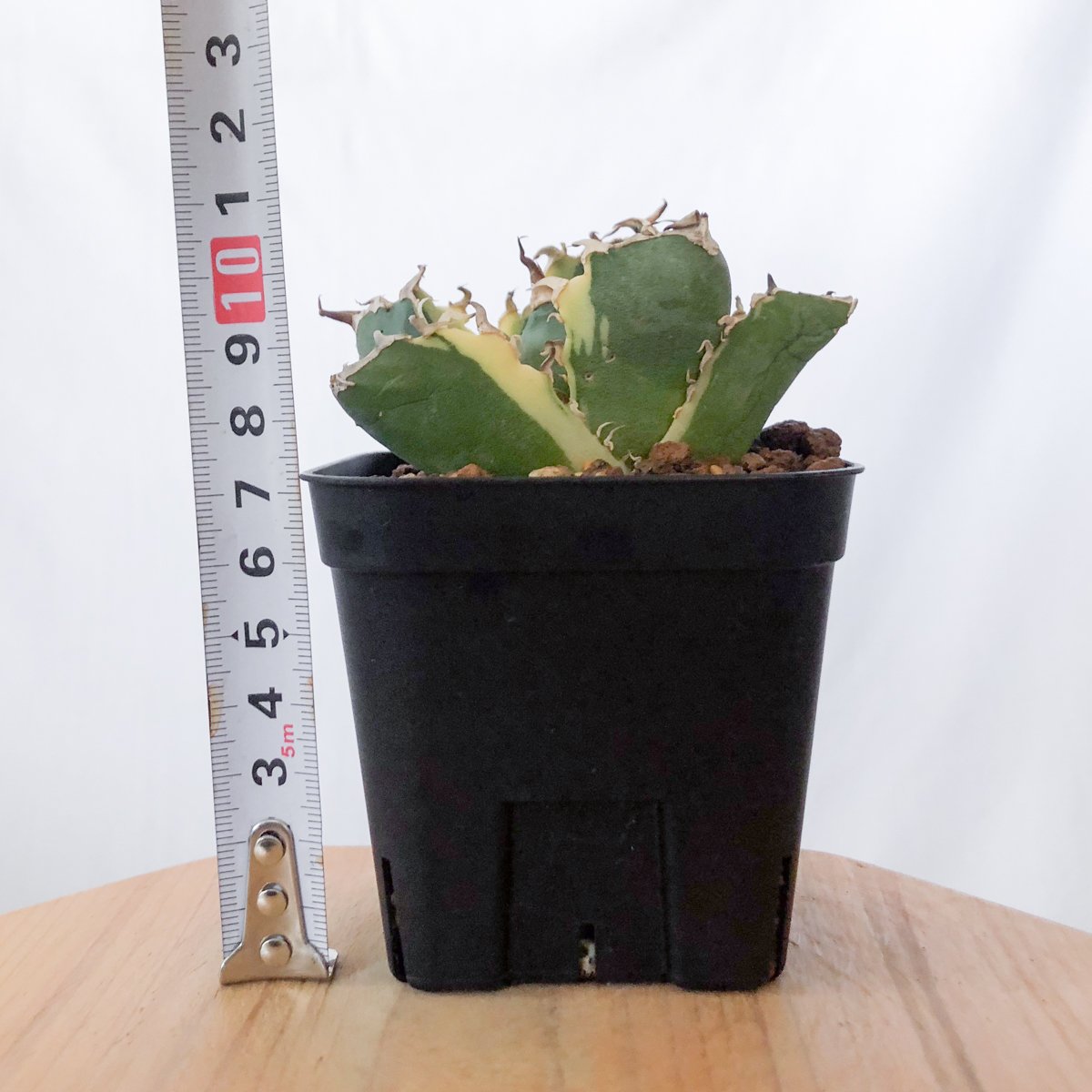 アガベ チタノタ 白鯨 白鯨錦 白覆輪 TC株 Agave titanota White W