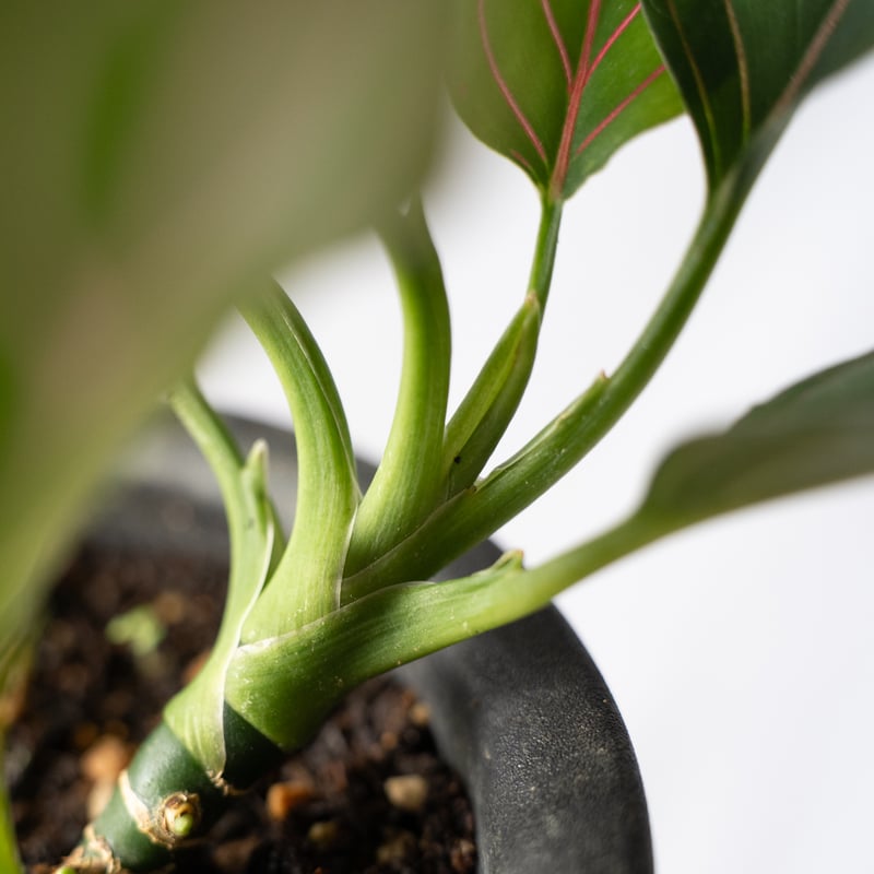 アグラオネマ ロタンダム aglaonema 観葉植物 静岡 ANTIDOTE 通販