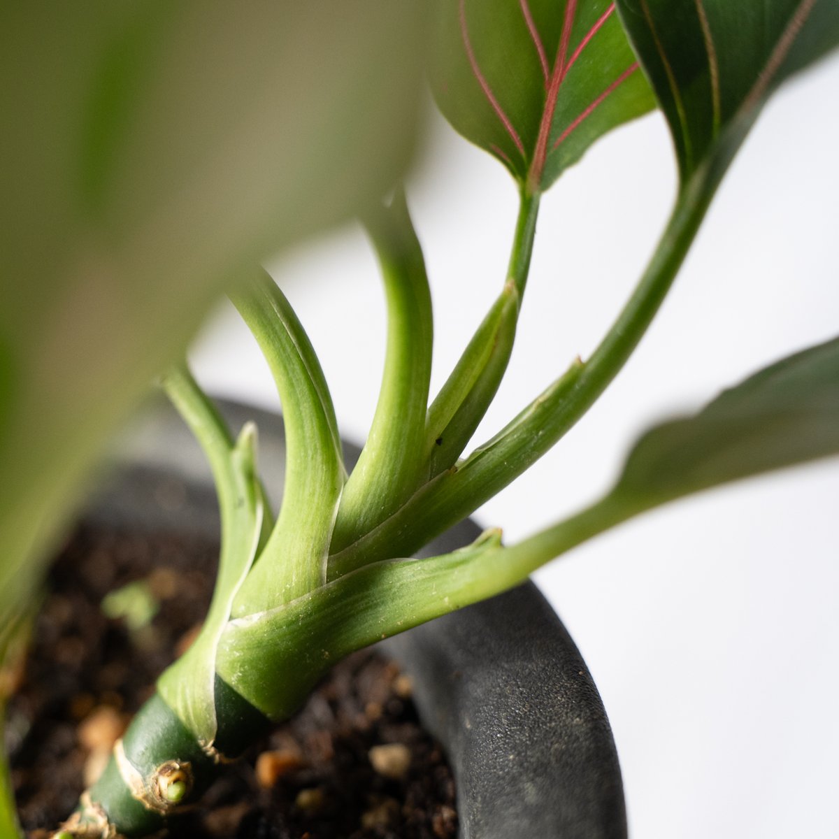 アグラオネマ ロタンダム aglaonema 観葉植物 静岡 ANTIDOTE 通販