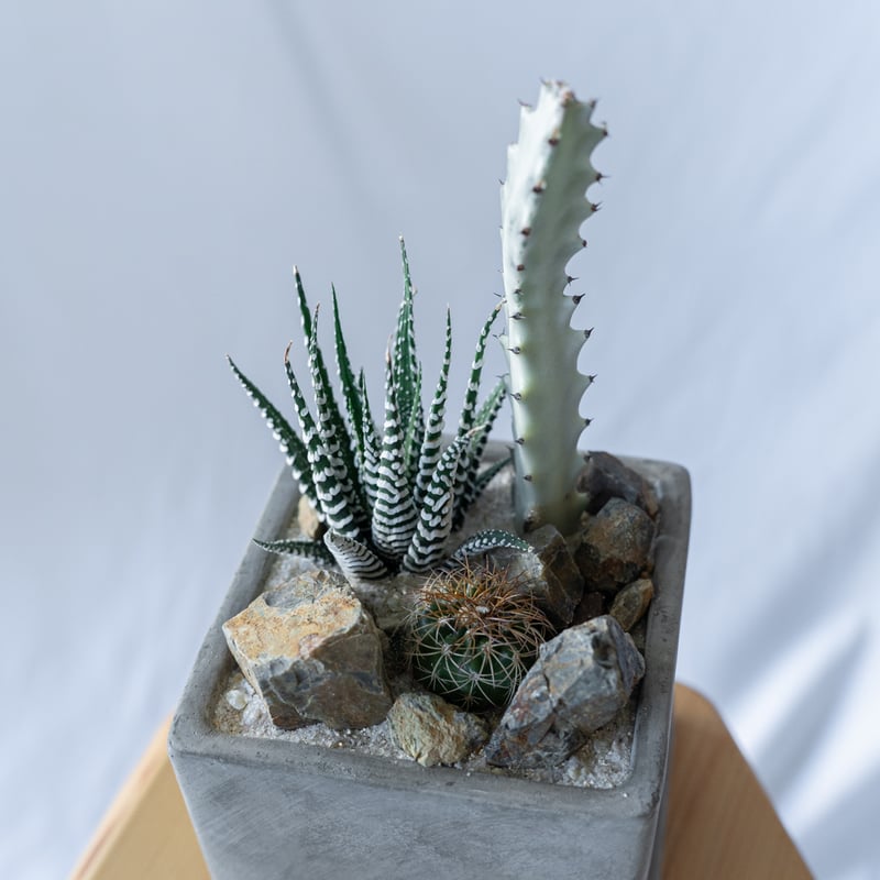 現品 根付き】ハオルチア「コアクタータ」多肉植物 7.5㌢鉢 子株付き