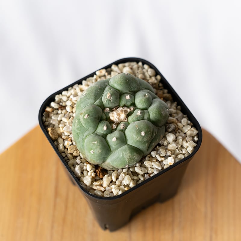 ロフォフォラ 疣銀冠玉 実生 美株 Lophophora williamsii var. de