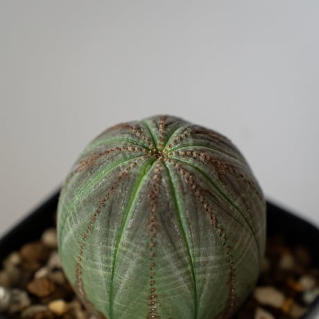 ユーフォルビア オベサ 実生 Euphorbia obesa 多肉植物 珍奇植物 静岡 ANTIDOTE 通販 S1430