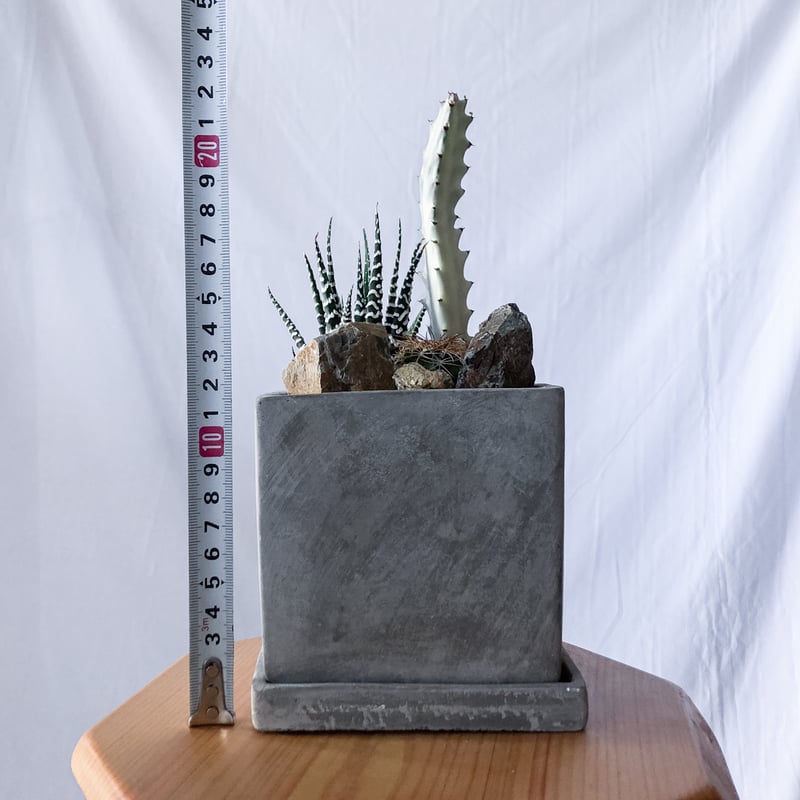 十二の巻＆ホワイトゴースト＆ハビエンシス 多肉植物 寄せ植え 鉢