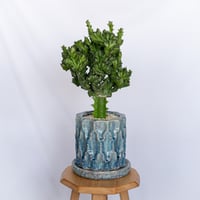 ユーフォルビア マハラジャ 鉢セット Euphorbia lactea 塊根植物 多肉植物 珍奇植物 静岡 ANTIDOTE 通販 S1170