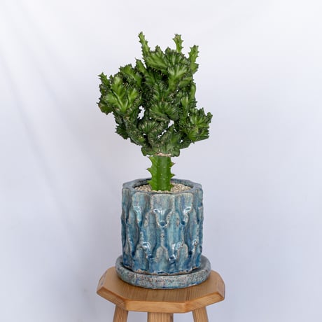 ユーフォルビア マハラジャ 鉢セット Euphorbia lactea 塊根植物 多肉植物 珍奇植物 静岡 ANTIDOTE 通販 S1170