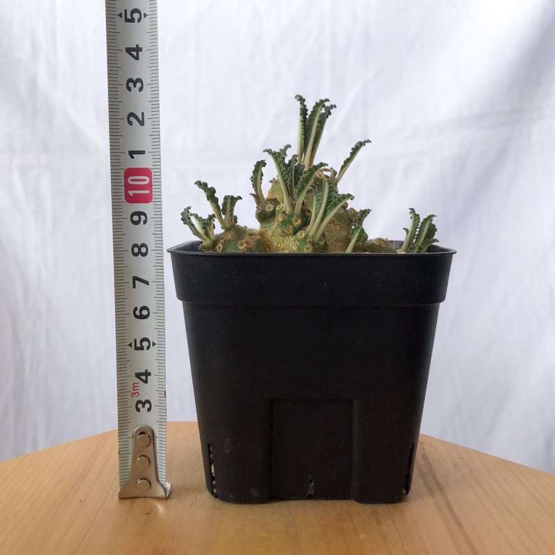 ドルステニア　ラブラニー　大株　美株 ドルステニア ラブラニー 美株 実生(輸入) Dorstenia Dorstenia lavr