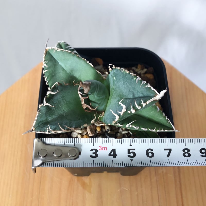 アガベ チタノタ 悪魔くん TC株 Agave titanota Bakemono 多肉植物