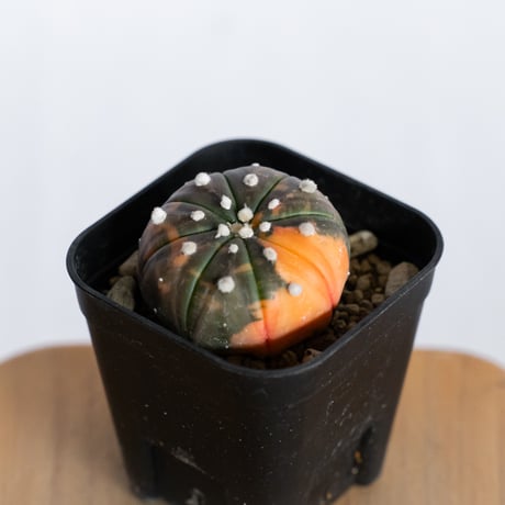 瑠璃兜錦 | STORES