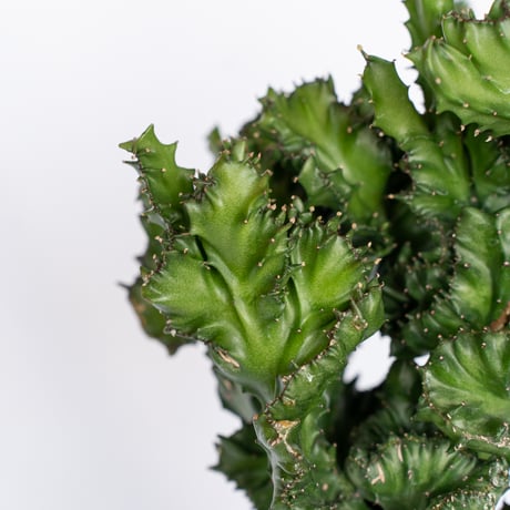 ユーフォルビア マハラジャ 鉢セット Euphorbia lactea 塊根植物 多肉植物 珍奇植物 静岡 ANTIDOTE 通販 S1170