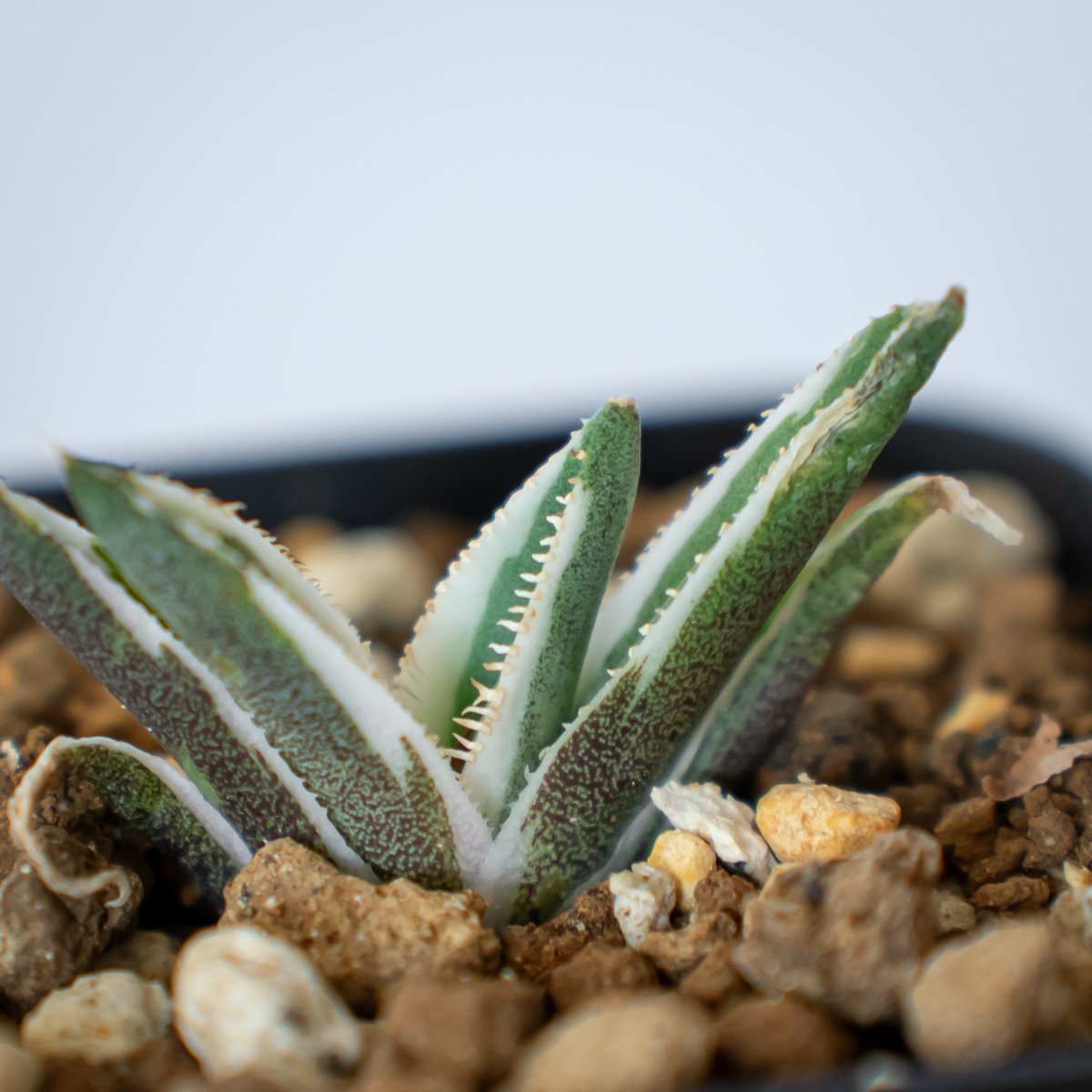 アガベ チタノタ 鷹の目 鷹眼【発根管理中】TC株 Agave titanota Hawk e アガベ チタノタ 鷹の目 鷹眼【発根管理中】TC株 Agave titanota Hawk e