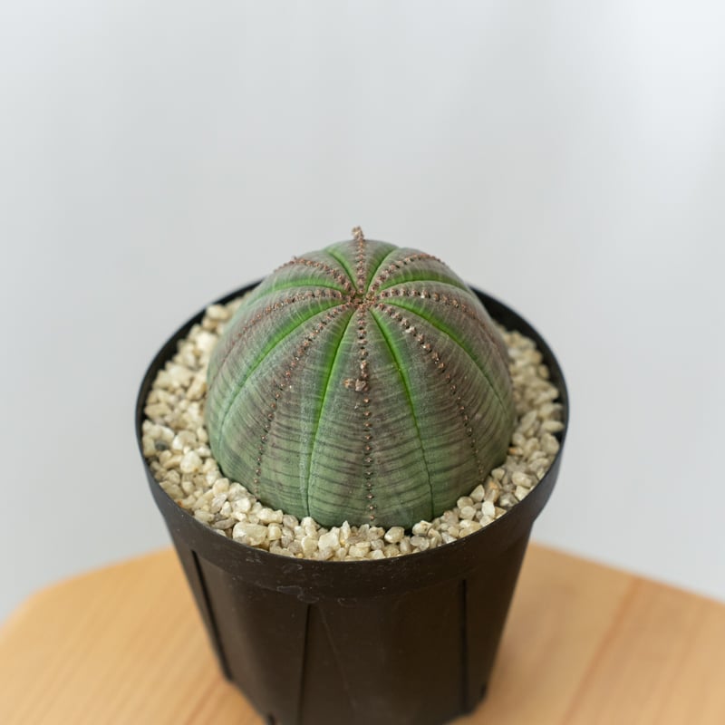 ユーフォルビア オベサ 実生 6株