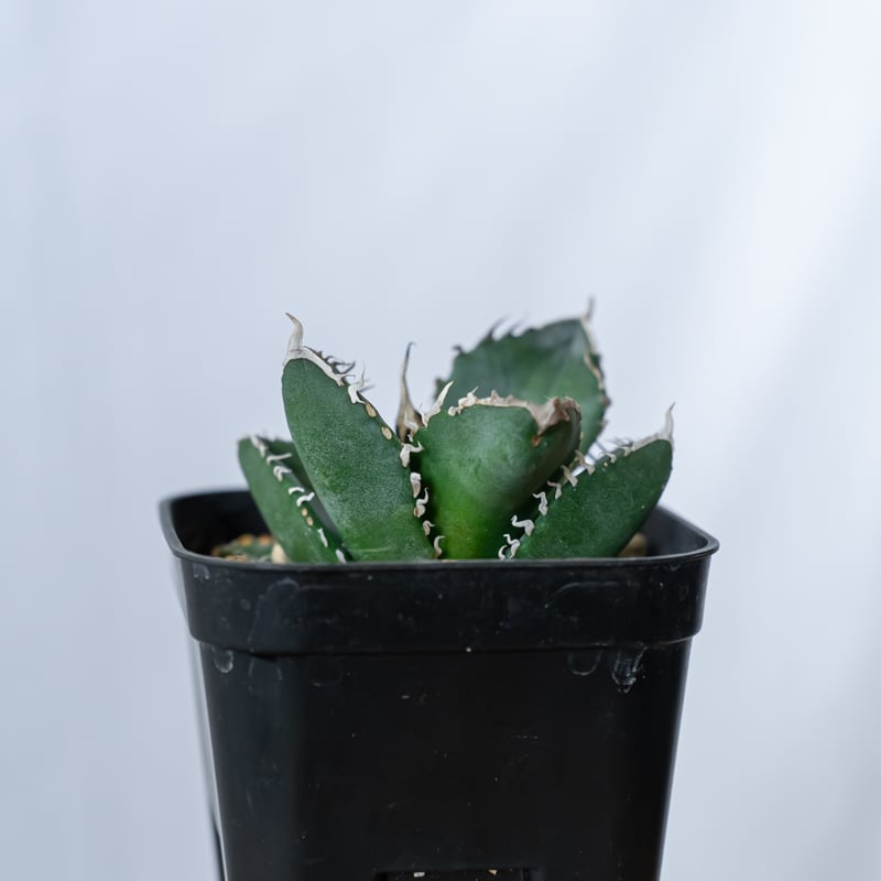 チタノタ魔丸　強棘暴牙 優良血統(発根済) 管理No.18321784】アガベ チタノタ 魔丸（発根済） ｜ Agave